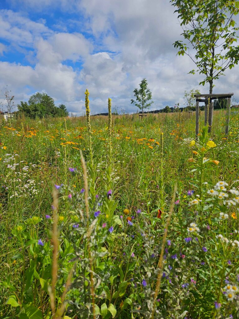 Blumenwiese im Sommer